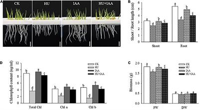 Auxin-Glucose Conjugation Protects the Rice (Oryza sativa L.) Seedlings Against Hydroxyurea-Induced Phytotoxicity by Activating UDP-Glucosyltransferase Enzyme